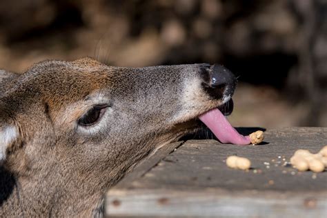 do deer eat peanuts in the shell